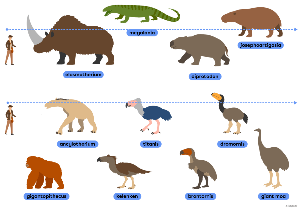 Animals that lived after the dinosaur era, such as the diprotodon, the elasmotherium and the giant moa.
