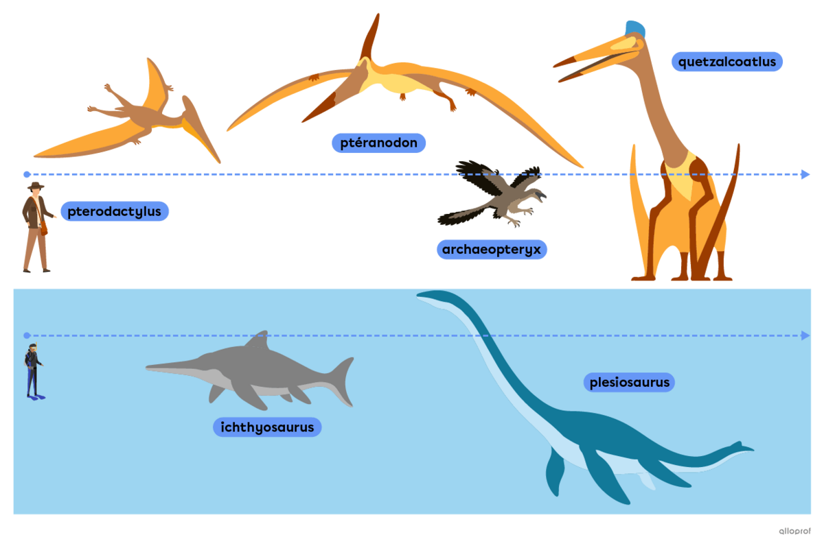 Prehistoric flying and aquatic animals such as the pteranodon, the archaeopteryx and the ichthyosaurus.