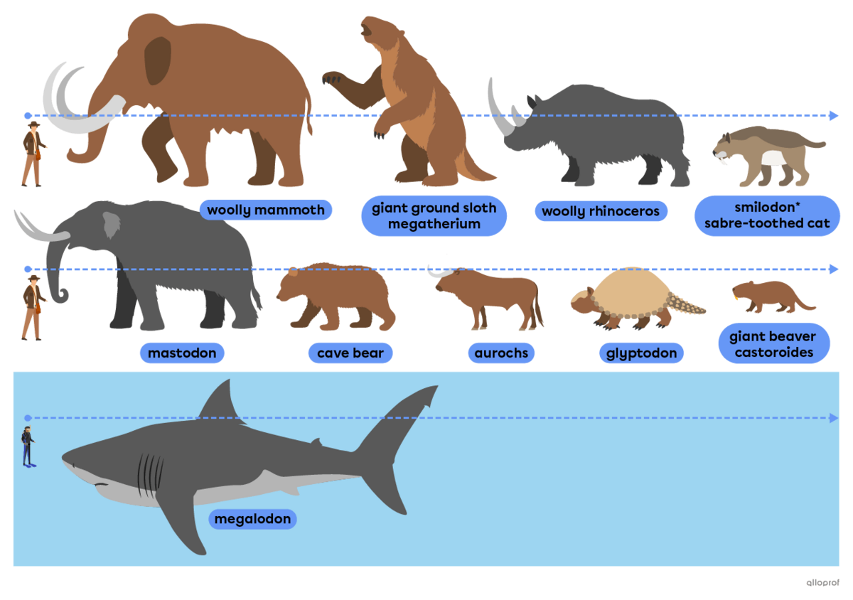 Prehistoric animals from after the dinosaur era such as the wooly mammoth, the smilodon and the megalodon.