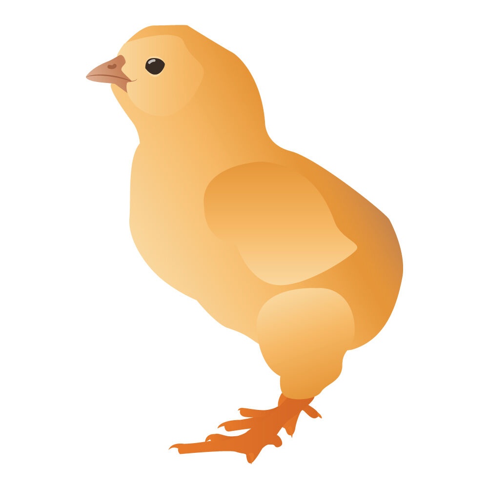 a0016i-chick.jpg