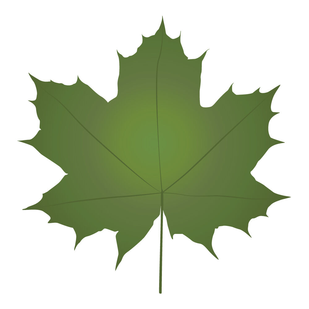 a0047i-mapletreeleaf.jpg