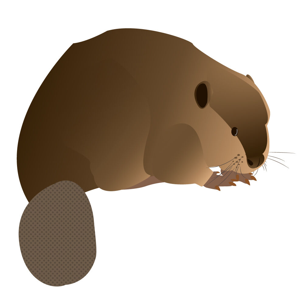 a0308i-beaver.jpg