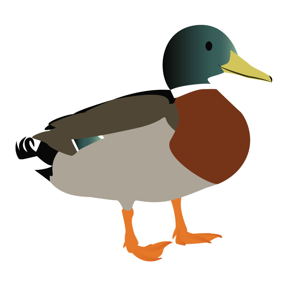 a0308i-duck.jpg