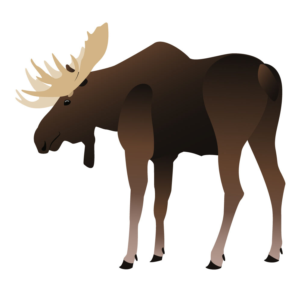 a0308i-moose.jpg