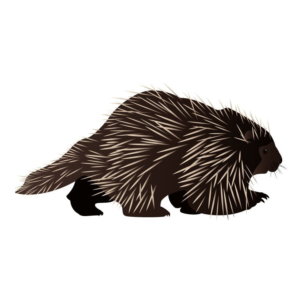 a0308i-porcupine.jpg