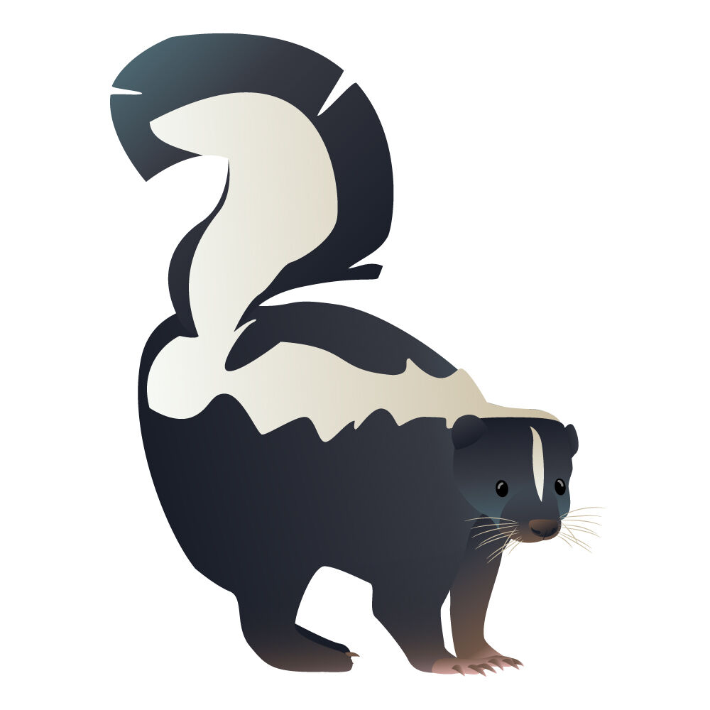 a0308i-skunk.jpg