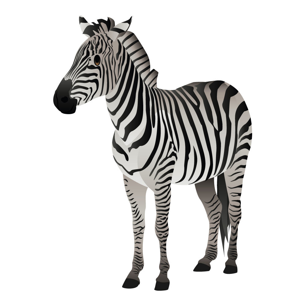 a0308i-zebra.jpg