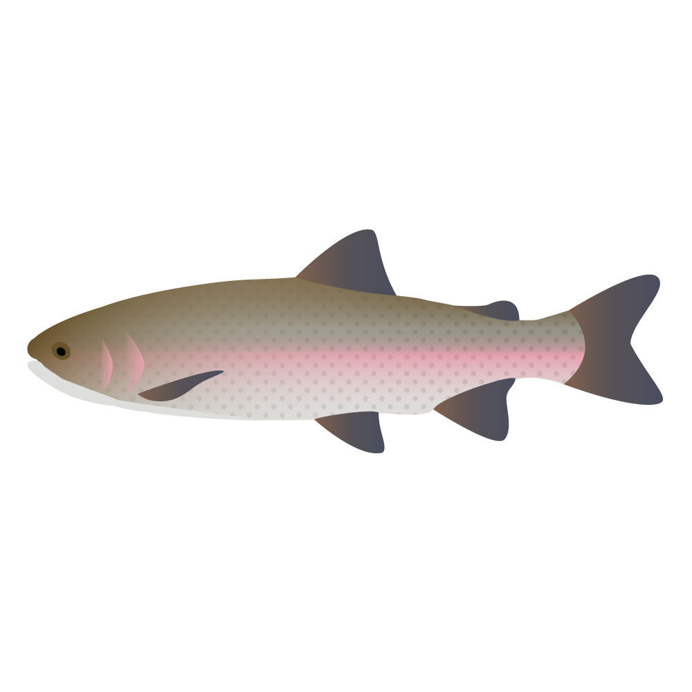 a0309i-trout.jpg