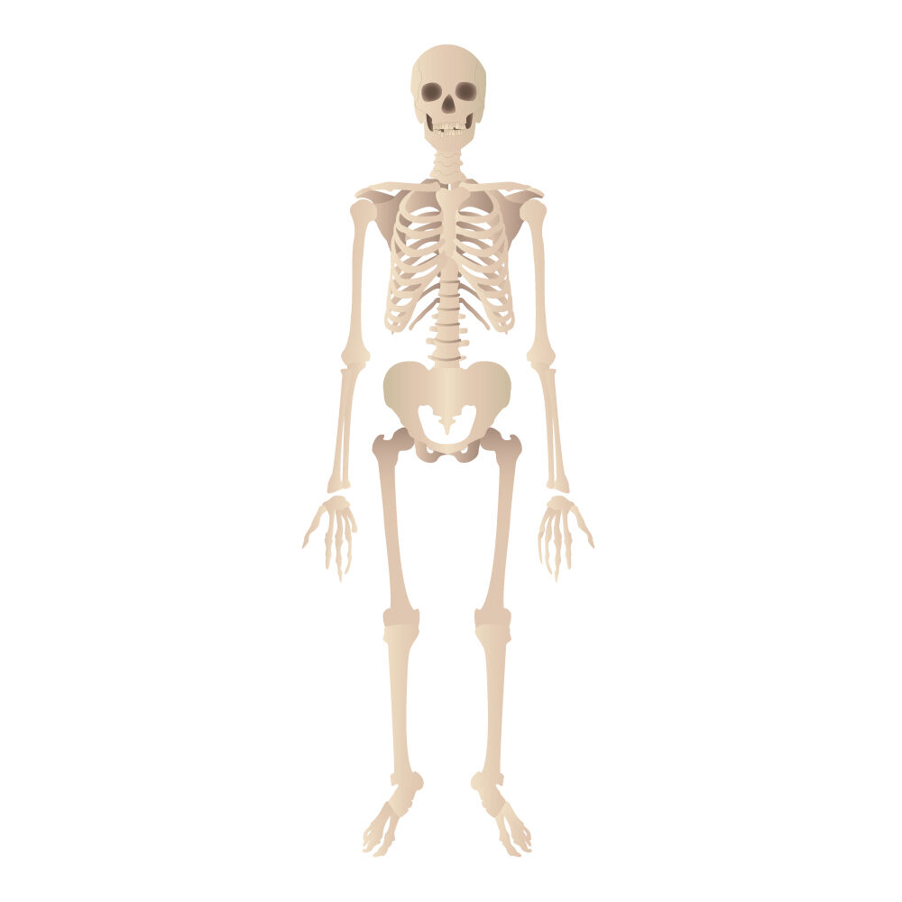 a0311i-skeleton.jpg