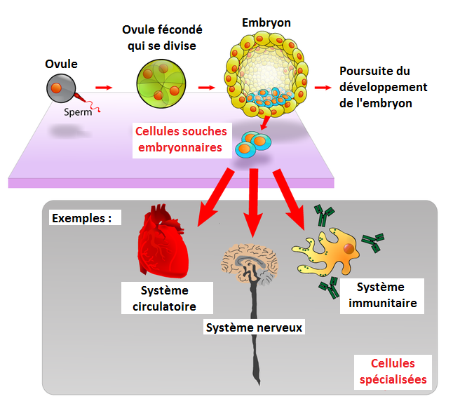 La culture cellulaire Secondaire Alloprof
