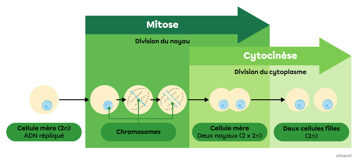 La Division Cellulaire Mitose Et Méiose Secondaire Alloprof 
