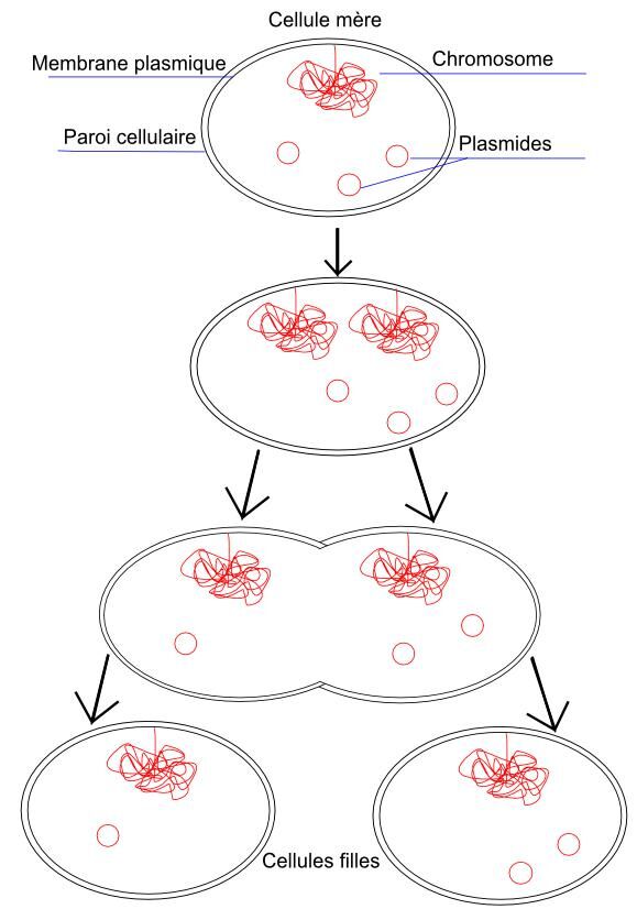 La Division Cellulaire Mitose Et Méiose Secondaire Alloprof 