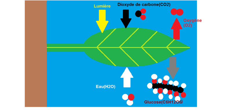 Photosynthèse