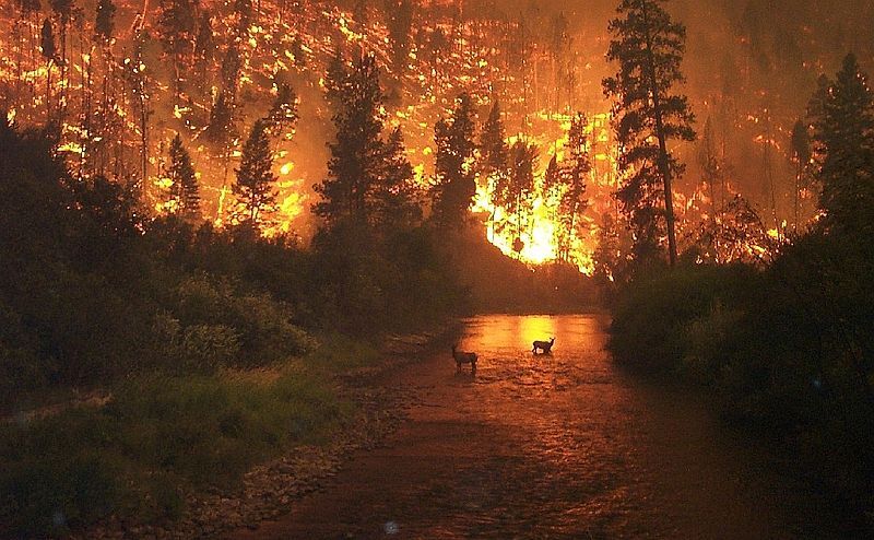 Forest fire