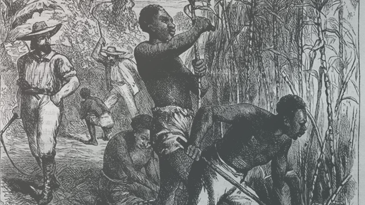 Slaves at work on a sugar plantation