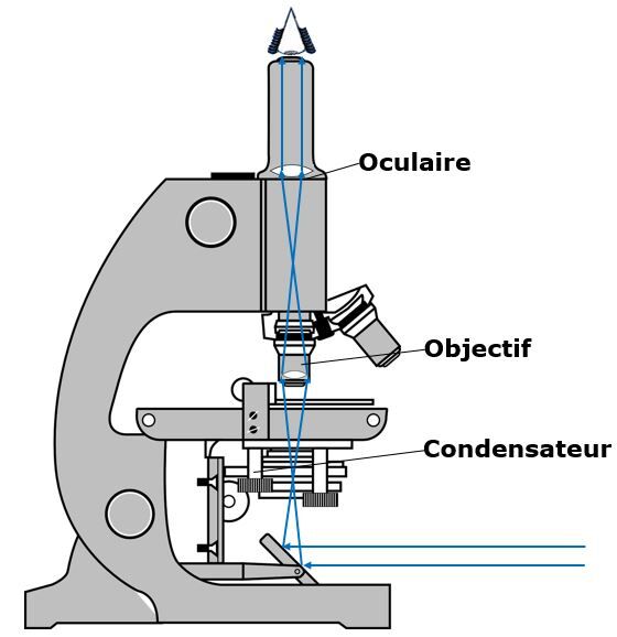 Microscope