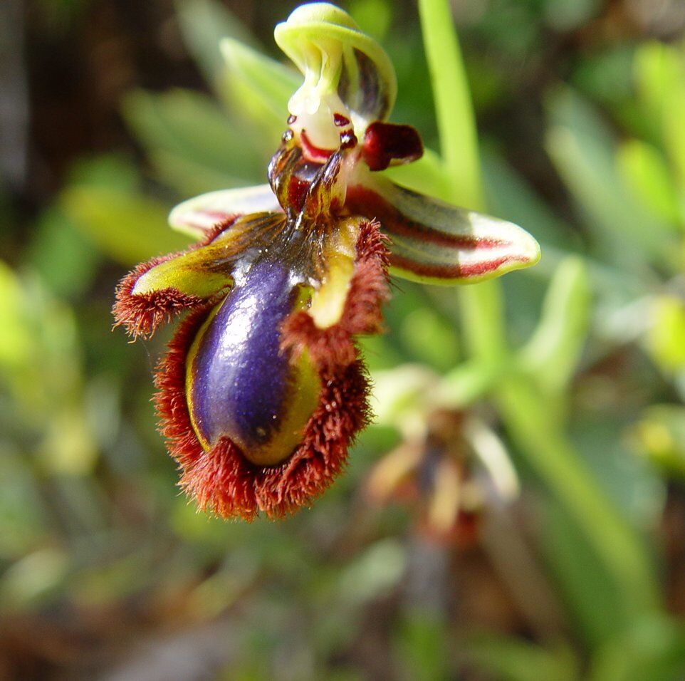 An orchid