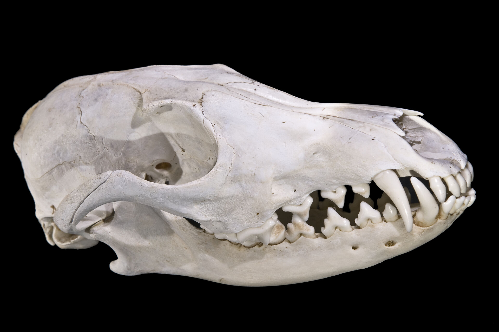 A fox skull