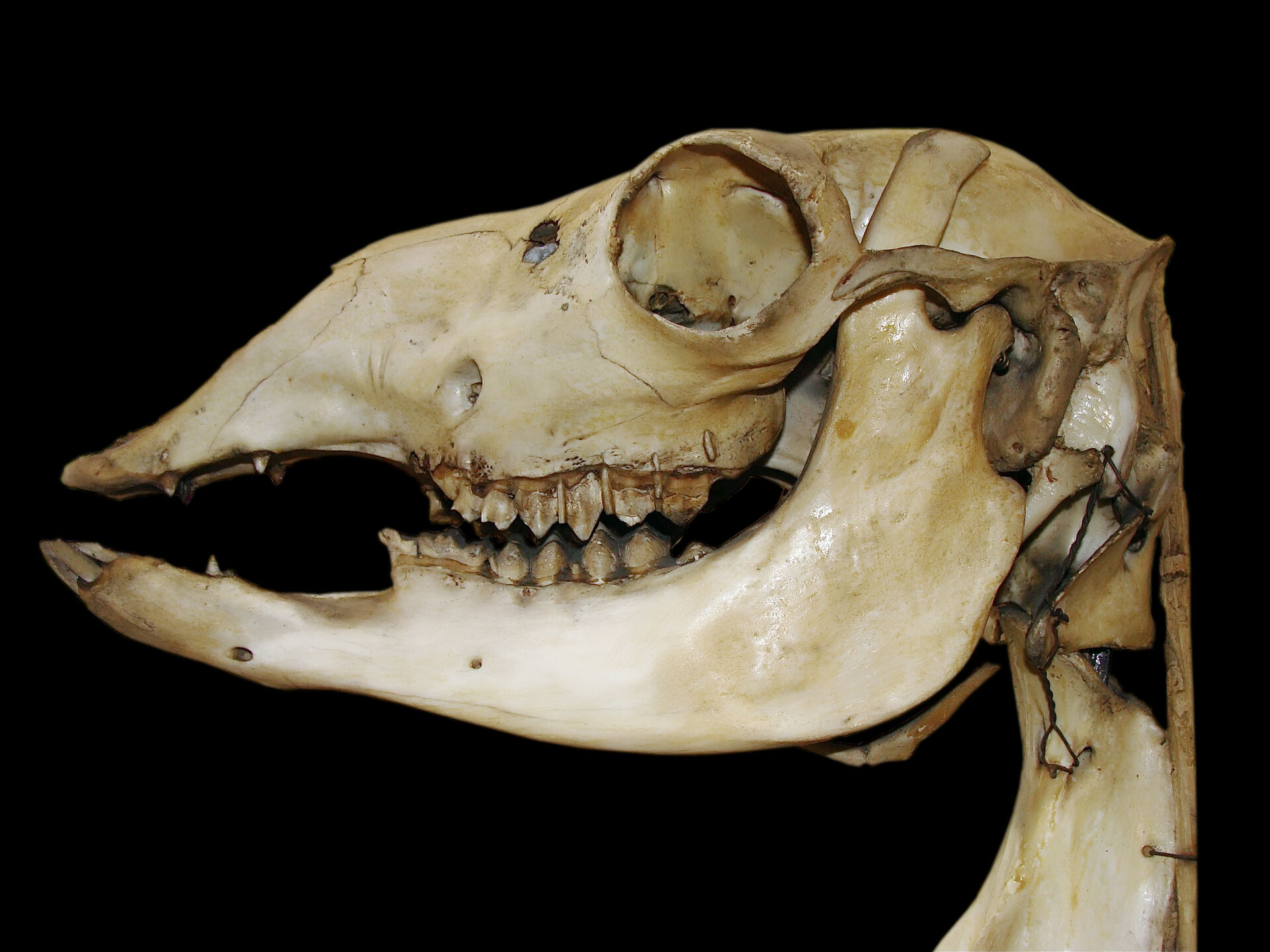 A llama skull