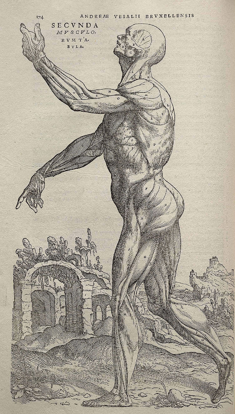 Un dessin d'André Vésale