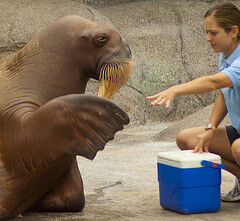 Animaux