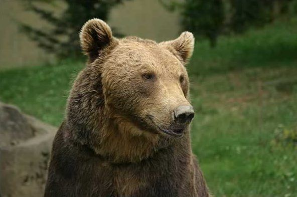 Ours