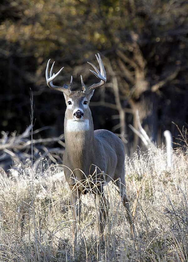 Cerf