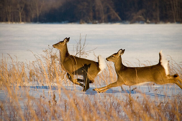 Cerf
