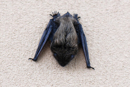 La chauve-souris