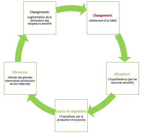 Cycle