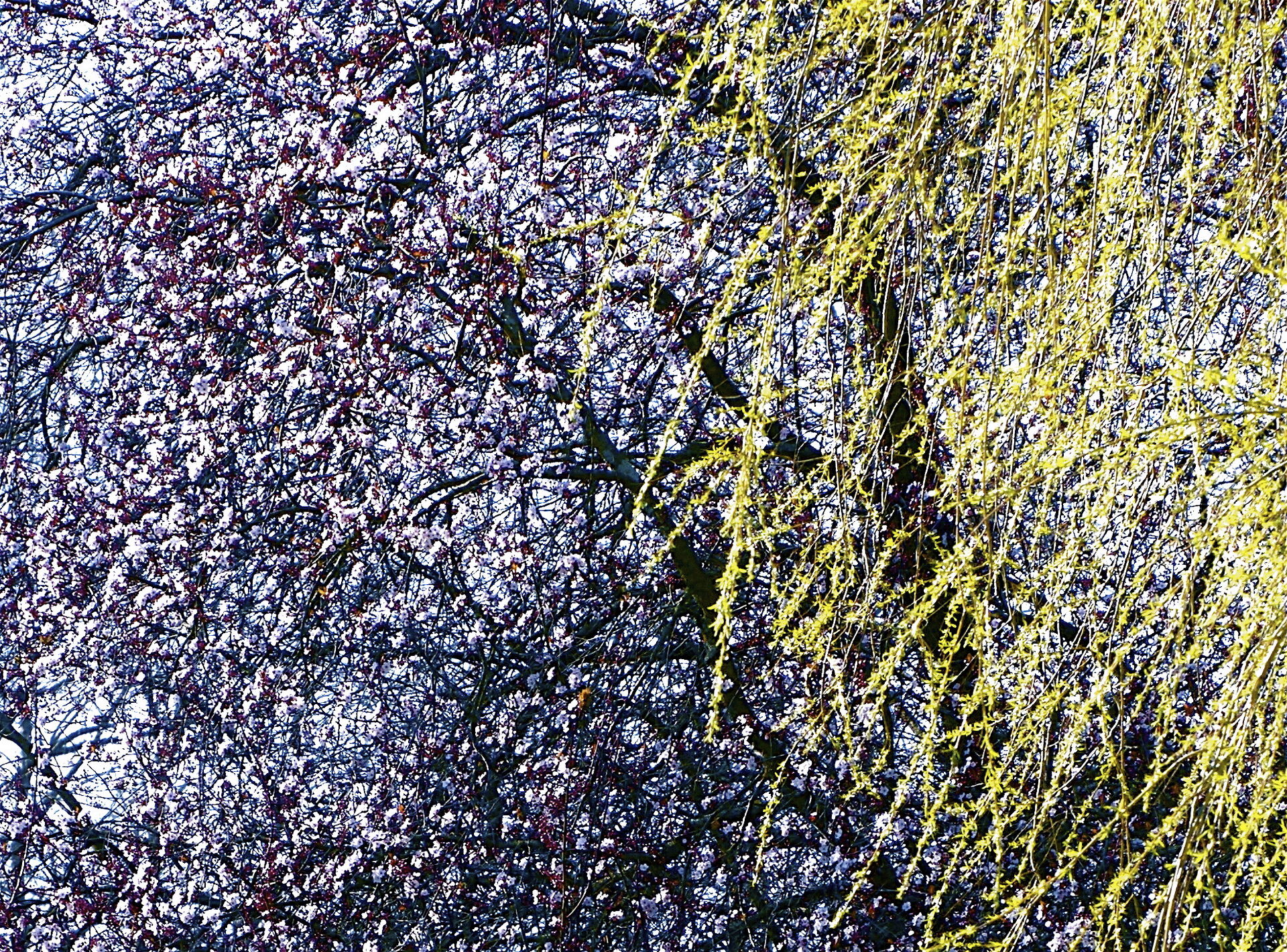 Riopelle's painting of spring.