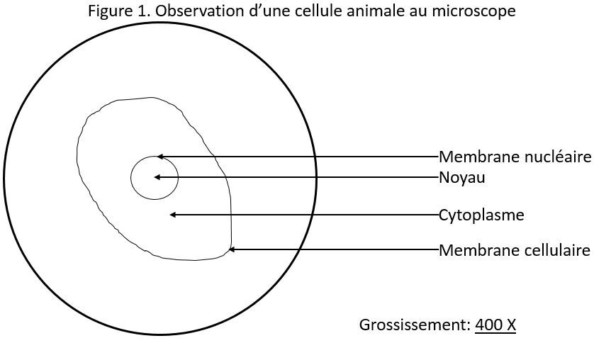 Dessin