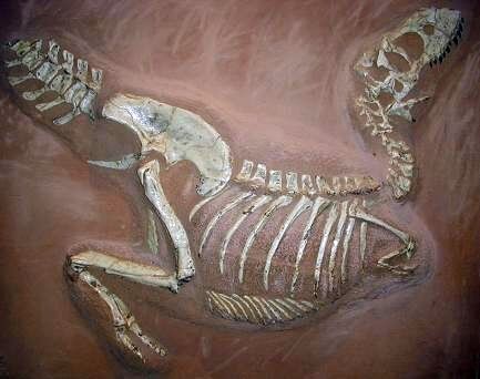 Fossile