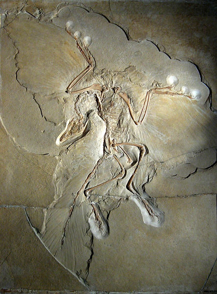 A moulded fossil