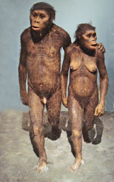 A reconstitution of Australopithecus