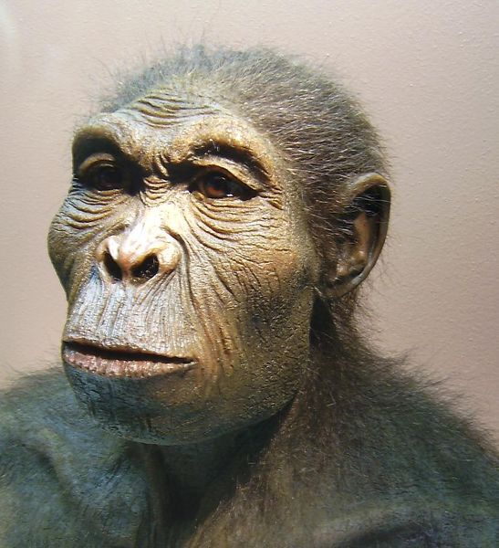 A reconstruction of a Homo habilis