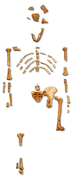 The remains of Lucy's skeleton