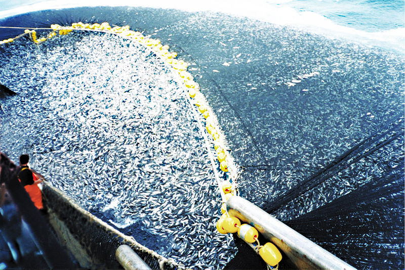 A Boat Catching Fish off the coast of Peru.