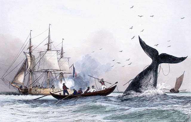 Pêche à la baleine