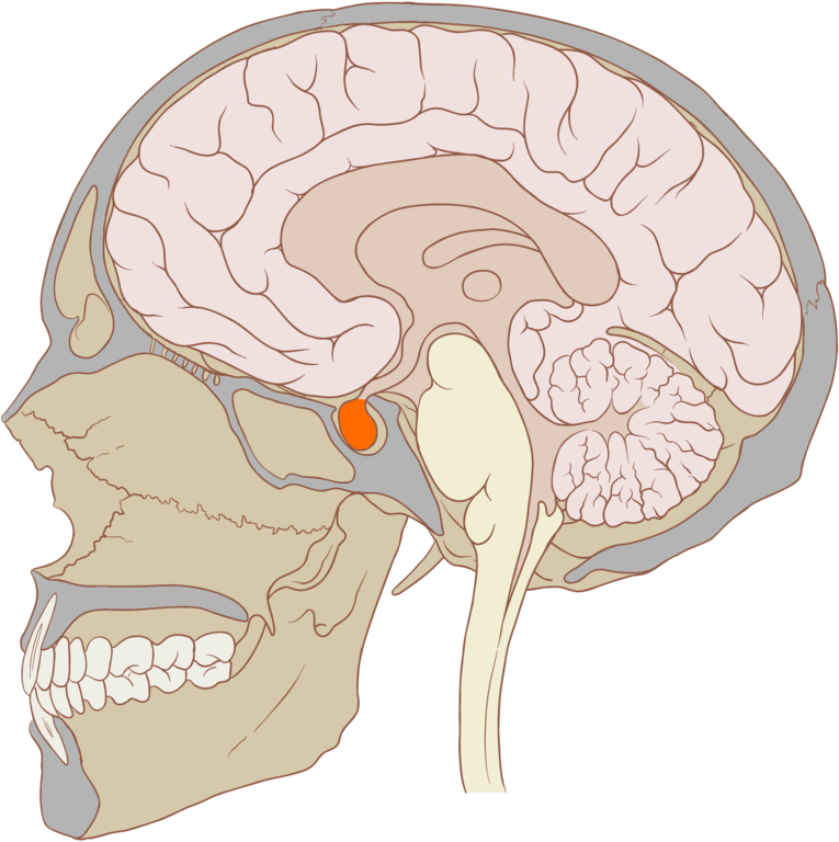 The location of the pituitary gland is shown in orange (under the cerebrum, in front of the brain stem). 