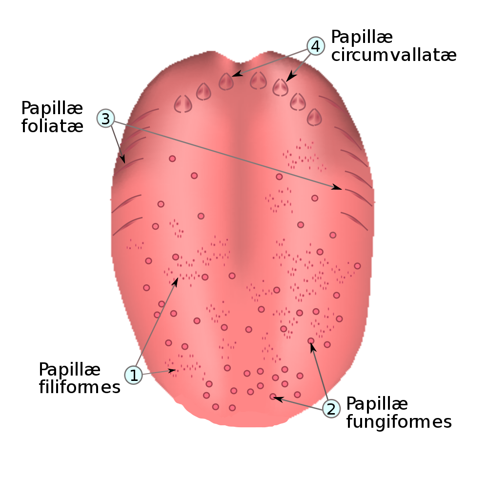 Le Gout Et La Langue | Alloprof