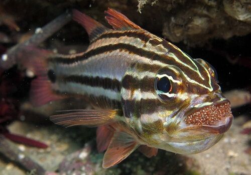 Male Apogon limenus keeping eggs in its mouth