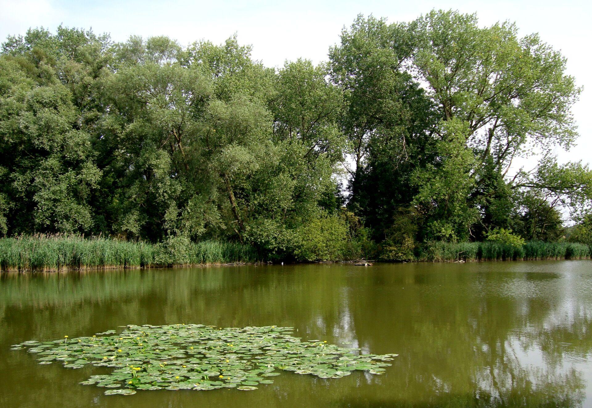 Marais
