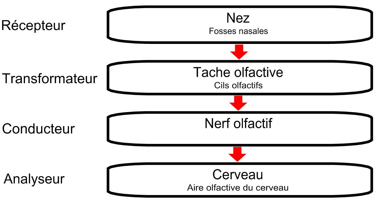 Odeur