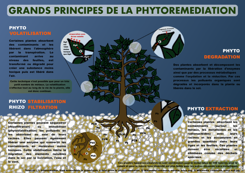 Résumé de la phytoremédiation