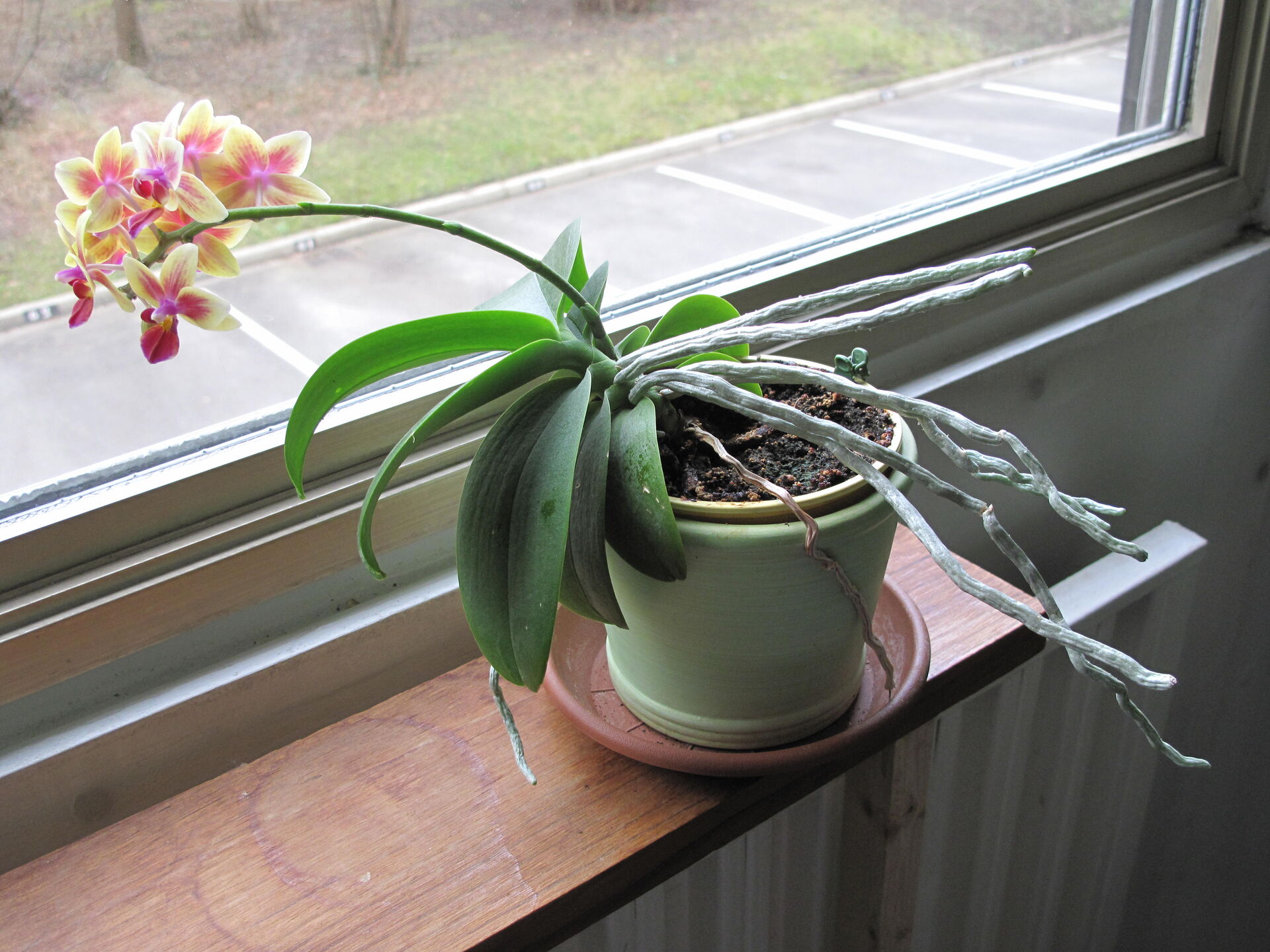 Plant