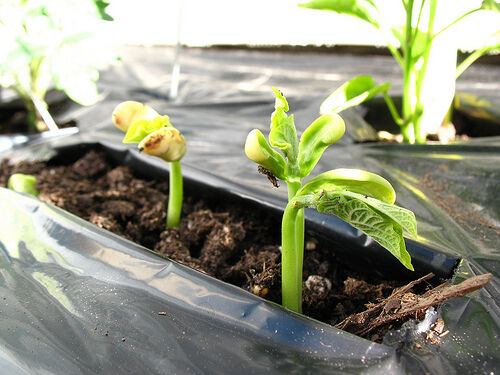 Plantule