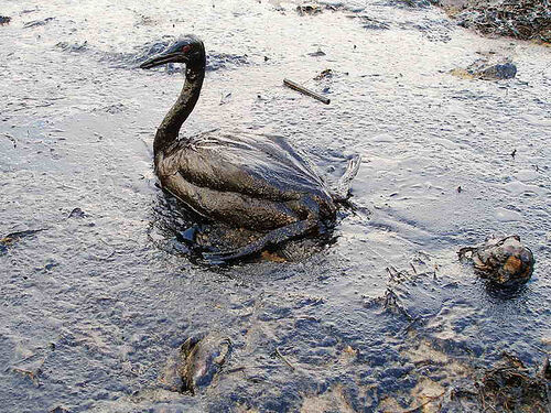 Pollutant
