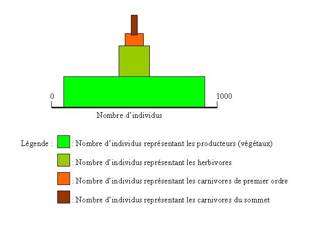 Pyramide