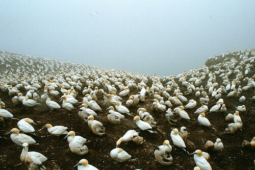 Northern gannets nest in a uniform distribution.